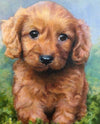 Cavoodle Puppy Take Me Home