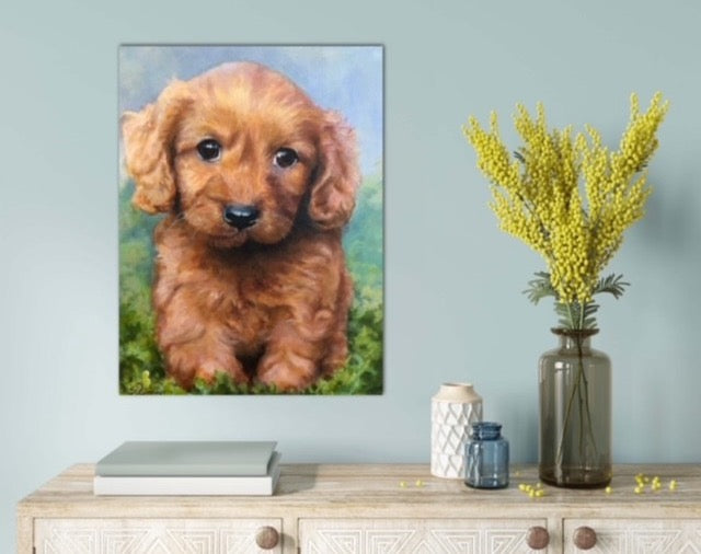 Cavoodle Puppy Take Me Home