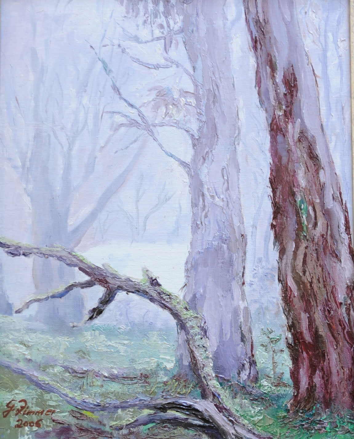 Australian Gumtrees in the Mist