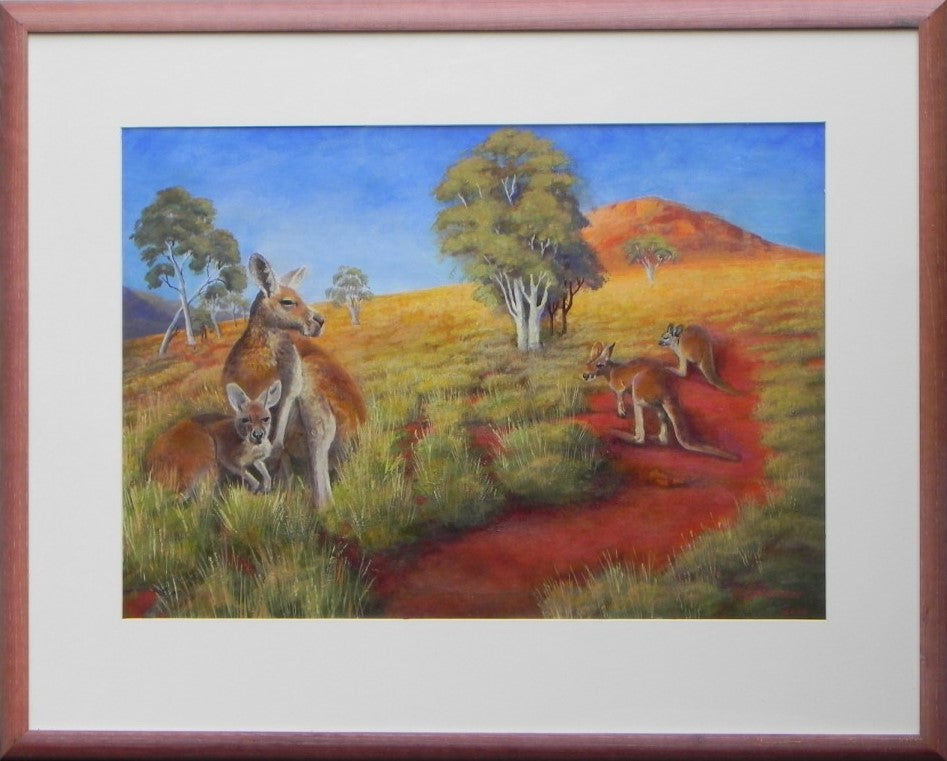 Kangaroos Outback Australia