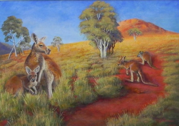 Kangaroos Outback Australia