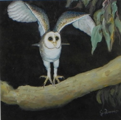 Masked Owl - Endangered Species