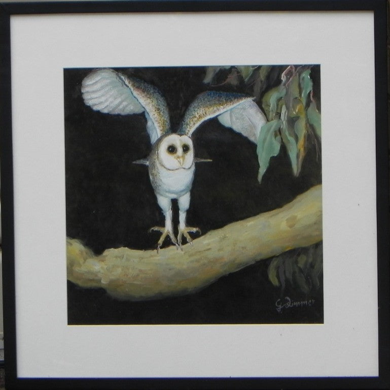 Masked Owl - Endangered Species