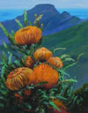 Orange Proteas
