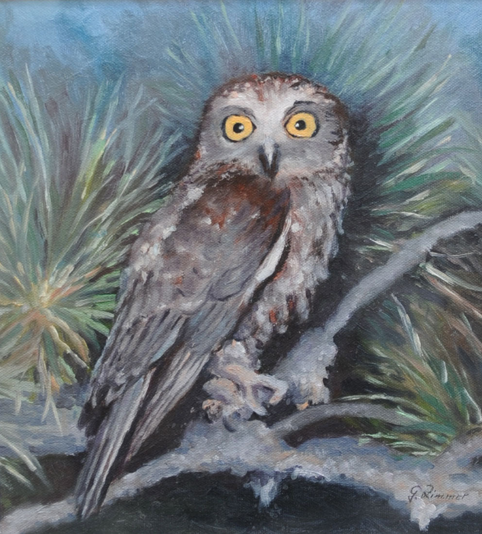 Boobook Owl in the Forest