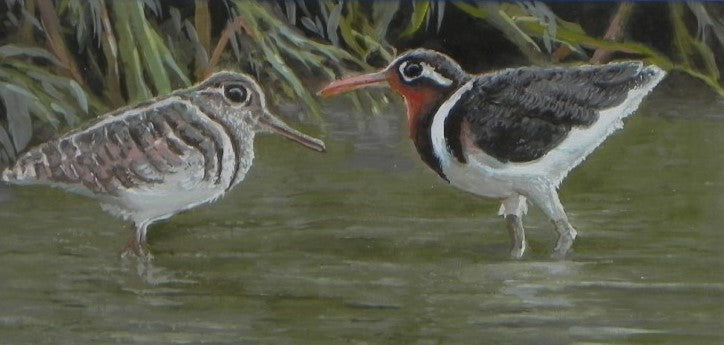 Painted Bird Snipes - Endangered Species