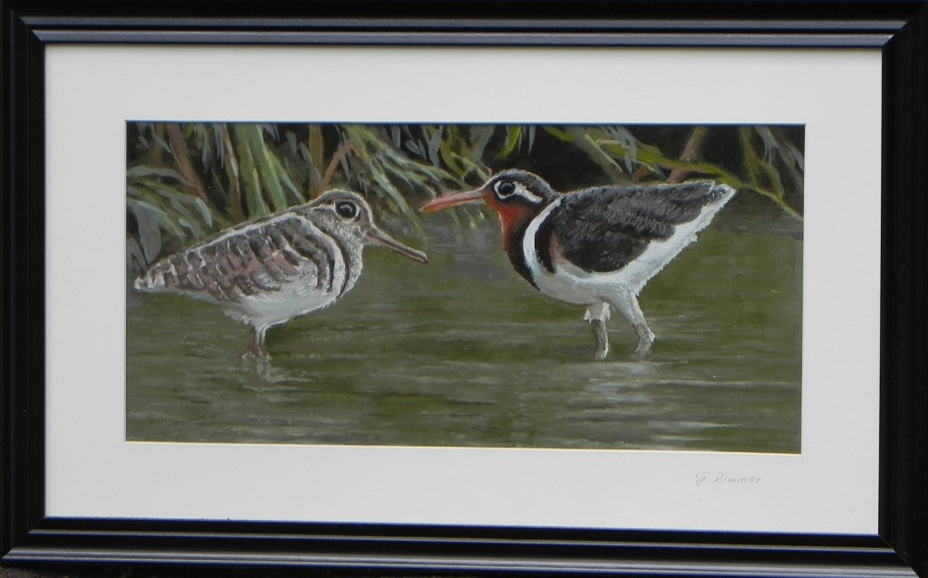 Painted Bird Snipes - Endangered Species