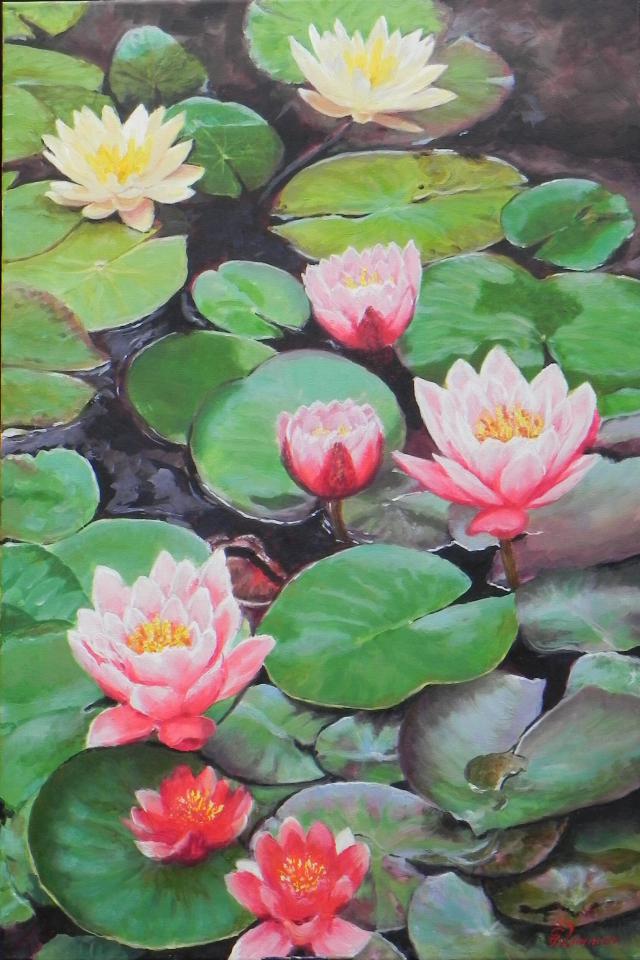 Pink Waterlillies