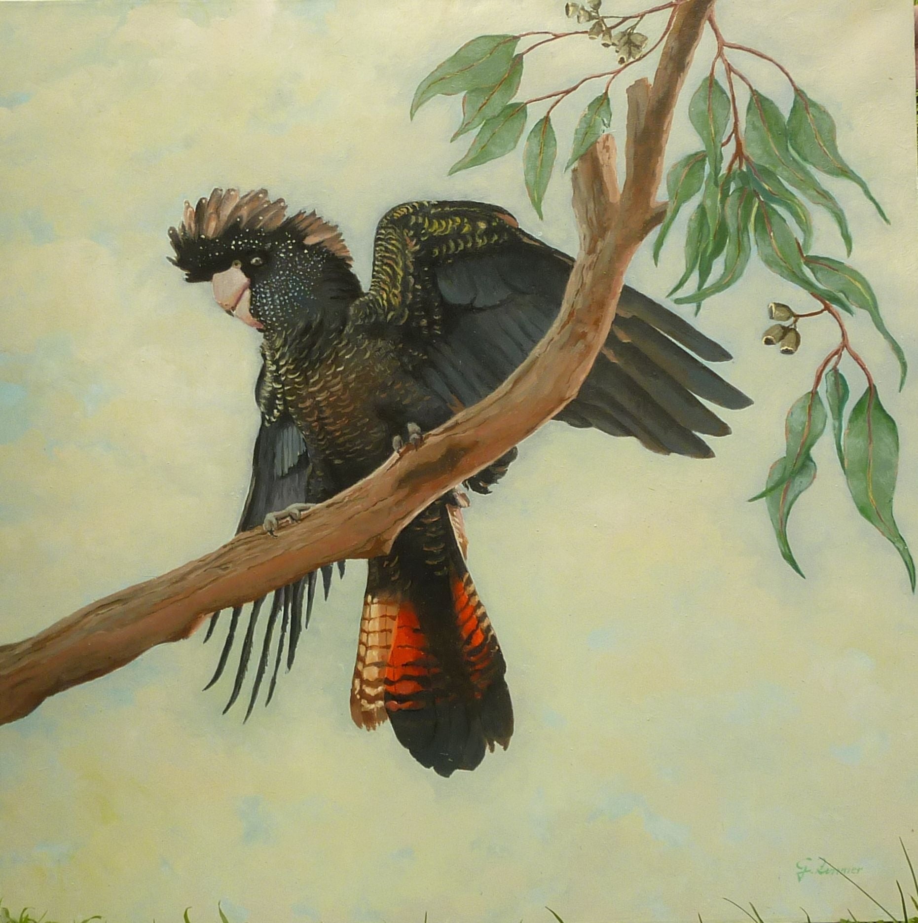 Red Tailed Black Cockatoo