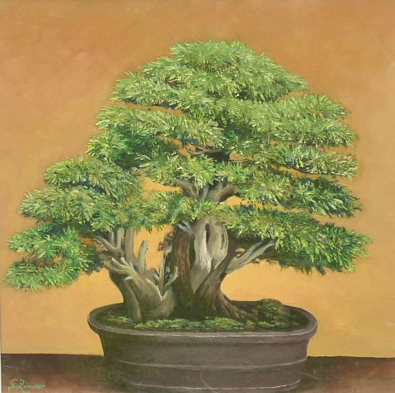 Bonsai Needle Juniper