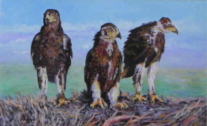 Wedge Tailed Eaglets