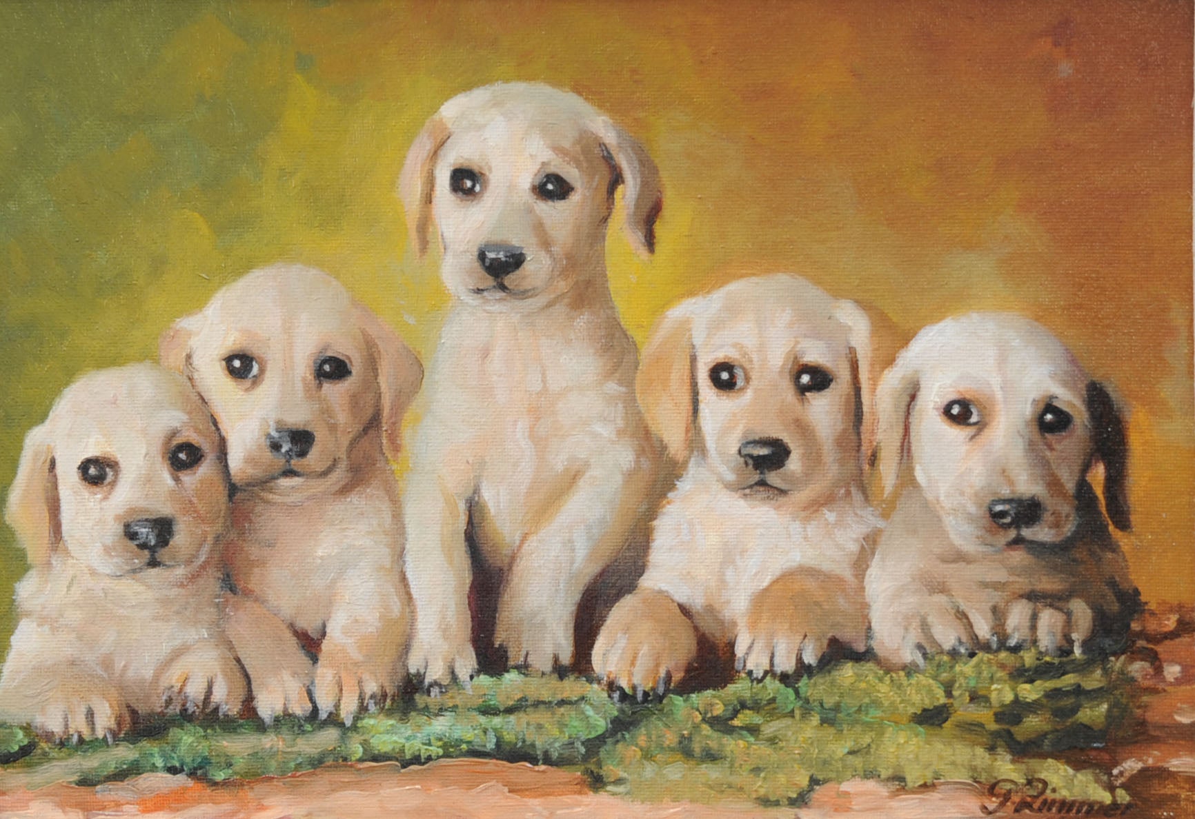 Labrador puppies